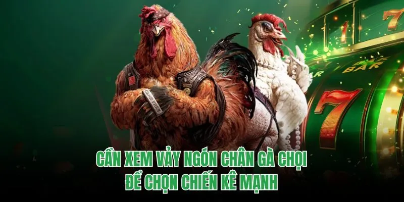 Cần xem vảy ngón chân gà chọi để chọn chiến kê mạnh