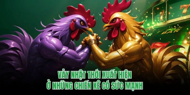 Vảy nhật thới xuất hiện ở những chiến kê có sức mạnh